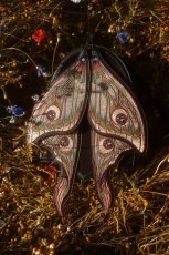 画像22: METAMORPHOSIS / 変貌 /  バックパック【Restyle】 (22)