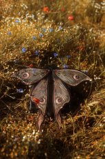 画像27: METAMORPHOSIS / 変貌 /  バックパック【Restyle】 (27)