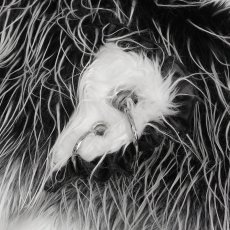 画像12: Long Hair Cat Ears Punk Hooded Scarf / フード付きマフラー【Devil Fashion】 (12)