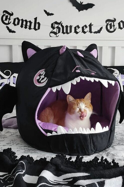 Baby cat on sale bed